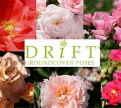 Drift® Groundcover Rose