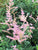 Sprite Pink Astilbe ( false spirea )