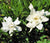 Frost Proof Gardenia  Gardenia jasminoides 'Frost Proof'
