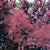 Royal Purple Smokebush Tree ( cotinus )