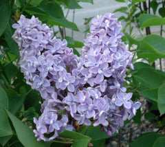 President Grevy Blue French Lilac