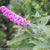 Lo & Behold® 'Pink Micro Chip' Dwarf Butterfly Bush