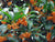 Orange Flowering Fragrant Tea Olive (osmanthus)