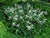 Bridal Veil White Astilbe ( false spirea )