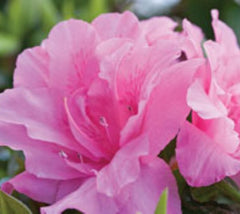 Autumn Carnation™ Encore® Azalea azalea x roblec pp# 15339