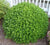 Wintergreen Boxwood buxus microphylla koreana wintergreen