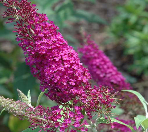 Attraction Butterfly Bush ( Buddleia )