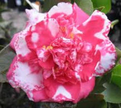 Adolphe Audusson Variegated Camellia camellia japonica Adolphe Audusson