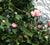 Debutante Camellia  Camellia japonica 'Debutante'