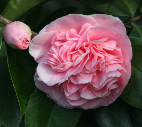 Debutante Pink Camellia Japonica