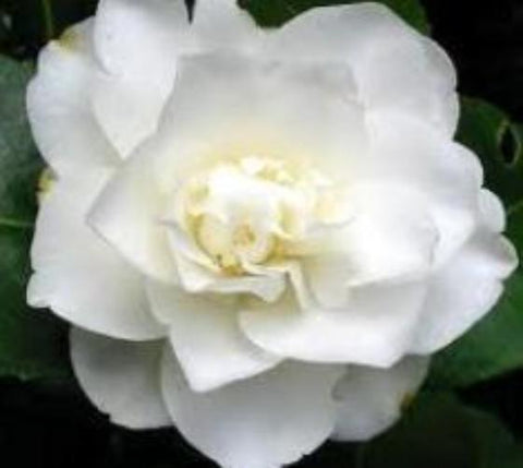 Fifth Avenue White Camellia Japonica