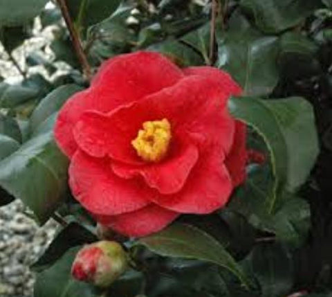 Greensboro Red Camellia Japonica