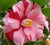Lady Vansittart Variegated Camellia