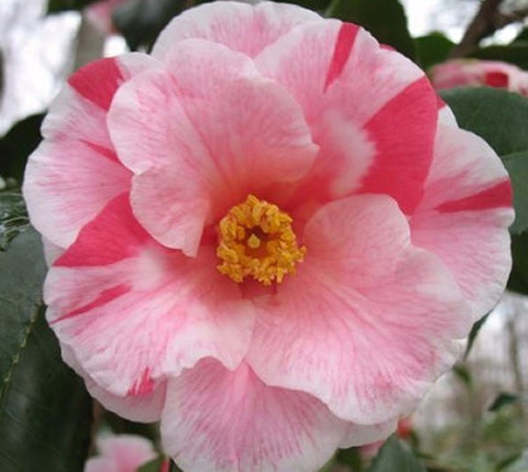 Lady Vansittart Variegated Camellia Japonica