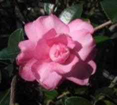 Our Linda Pink Camellia Sasanqua