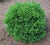 globosa nana dwarf japanese cedar ( cryptomeria japonica ) plants