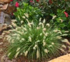 Hameln Dwarf Fountain Grass  Pennisetum alopecuroides 'Hameln'