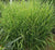 Porcupine Grass ( miscanthus strictus )