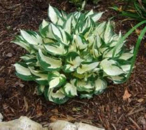 Fire and Ice Variegated Hosta ( medium size )