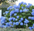 Endless Summer® Mophead Hydrangea hydrangea macrophylla bailmer PP15, 298