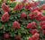 Ruby Slippers Oakleaf Hydrangea  Hydrangea quercifolia 'Ruby Slippers'