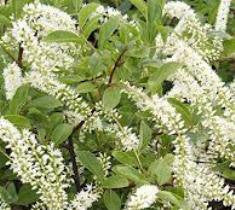 itea henrys garnet sweetspire plants