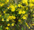 Carolina yellow jasmine  Gelsemium sempervirens