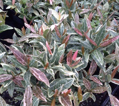  Tri Color Asian Jasmine Vine trachelospermum asiaticum 'Tricolor'