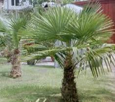 Windmill Palm Trachycarpus fortunei tree