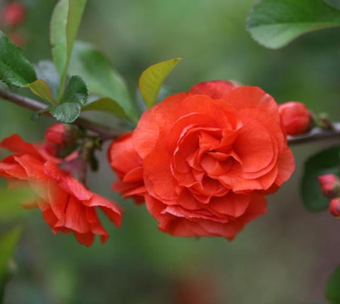 Double Take Orange™ Storm Flowering Quince