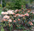 Golden Torch Rhododendron rhododendron yakushimanum