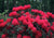 Nova Zembla Red Rhododendron