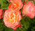 Coral Cove Easy Elegance Rose Rosa 'BAIove' (PPAF)