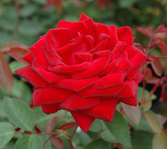 Kashmir Easy Elegance Rose Rosa 'BAImir' (PPAF)