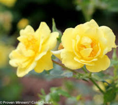 Oso Easy® Lemon Zest Shrub Rose