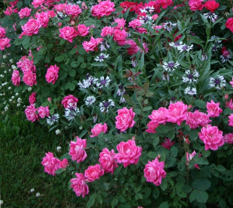 Pink Double Knockout® Rose