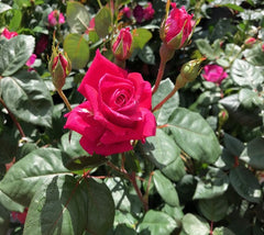 Sweet Spirit™ Grandiflora Shrub Rose