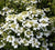 Summer Snowflake Viburnum Viburnum plicatum tomentosum ' summer snowflake' 
