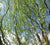 Corkscrew Weeping Willow Tree   Salix matsudana 'tortuosa'