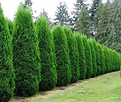 Arborvitae ( Thuja )