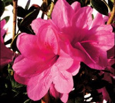 Encore Azalea Collection