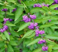 BeautyBerry ( calicarpa )