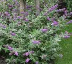 Butterfly Bush ( Buddleia )