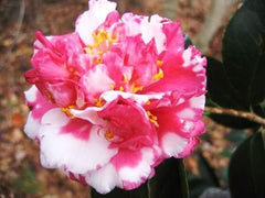 Camellia