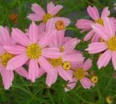 Perennials ( Sun )