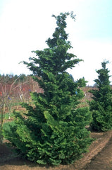 Cypress