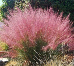 Grasses