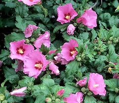 Hibiscus
