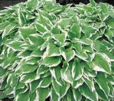Perennials ( Shade )