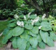 Hosta